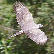 Dark Chanting Goshawk