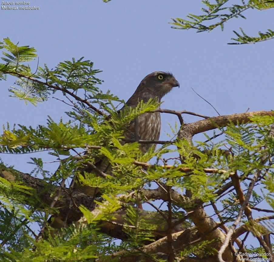 Autour sombreimmature, identification