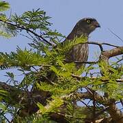 Dark Chanting Goshawk