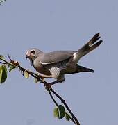 Lizard Buzzard