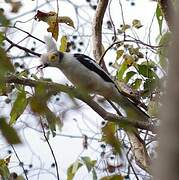 White-crested Helmetshrike