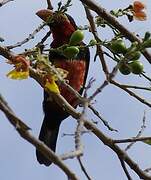 Bearded Barbet