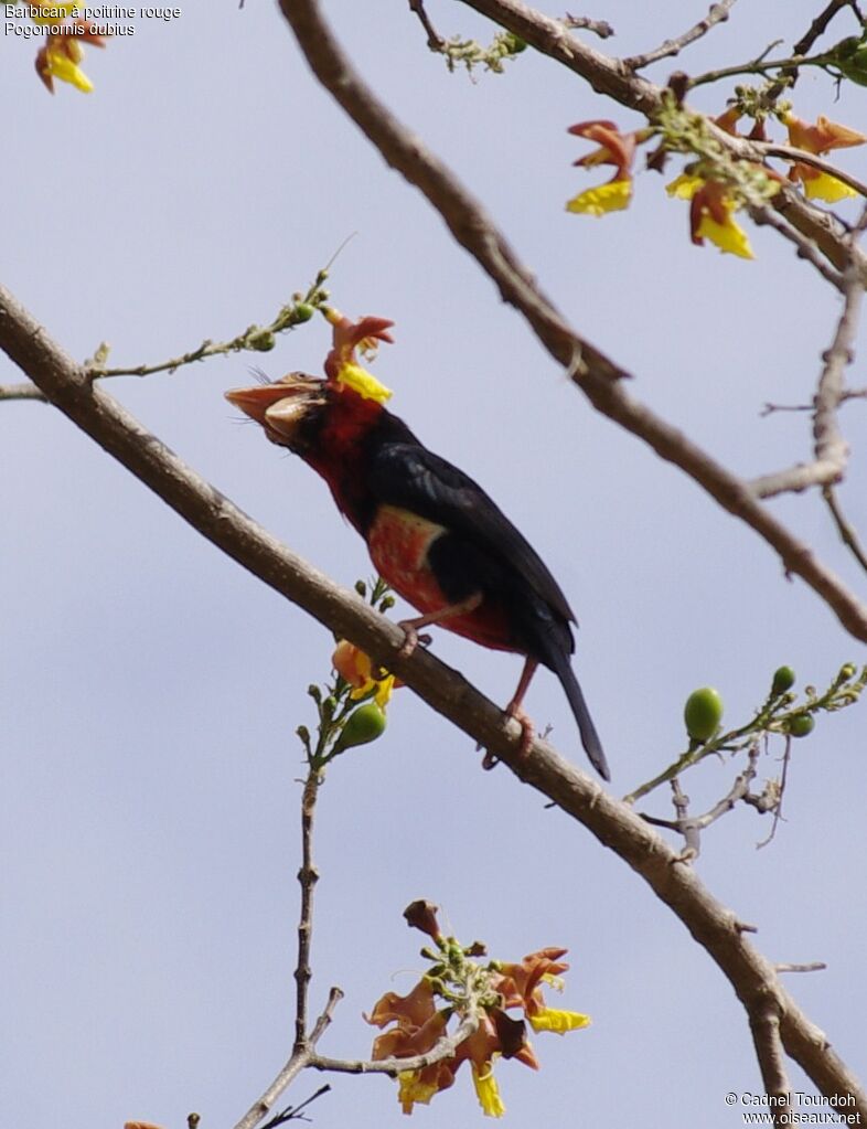 Bearded Barbetadult, identification