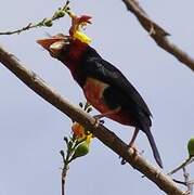 Bearded Barbet