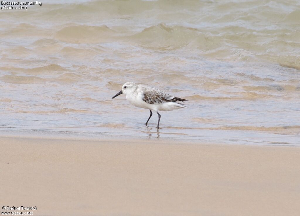 Sanderling