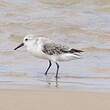 Bécasseau sanderling