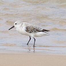 Bécasseau sanderling