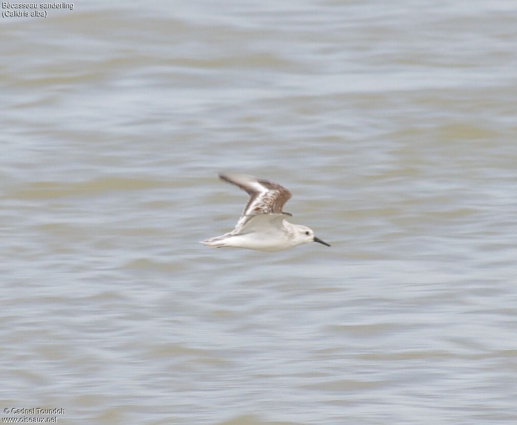 Sanderling