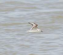 Bécasseau sanderling