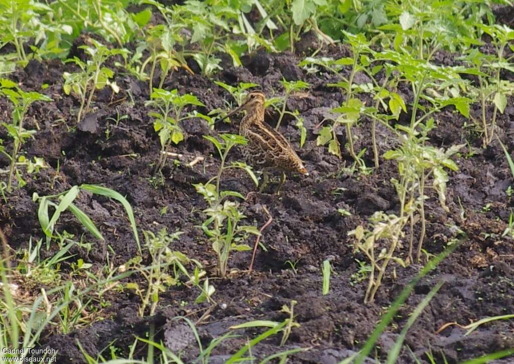 Great Snipeadult, identification