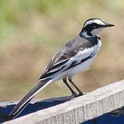 African Pied Wagtail