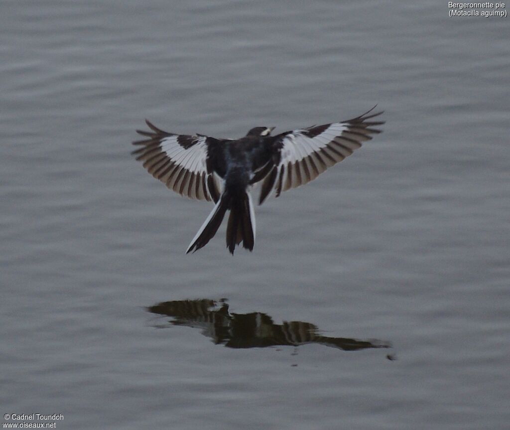 African Pied Wagtailadult, identification