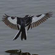 African Pied Wagtail