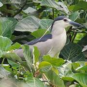 Black-crowned Night Heron