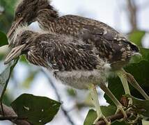 Black-crowned Night Heron