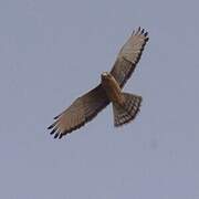 Grasshopper Buzzard