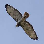 Red-necked Buzzard