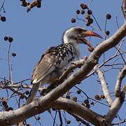 Western Red-billed Hornbill