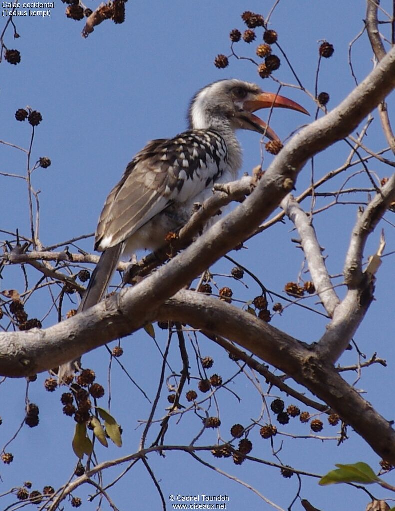 Western Red-billed Hornbill