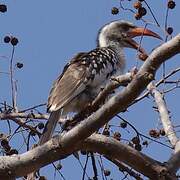 Western Red-billed Hornbill