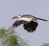 Western Red-billed Hornbill