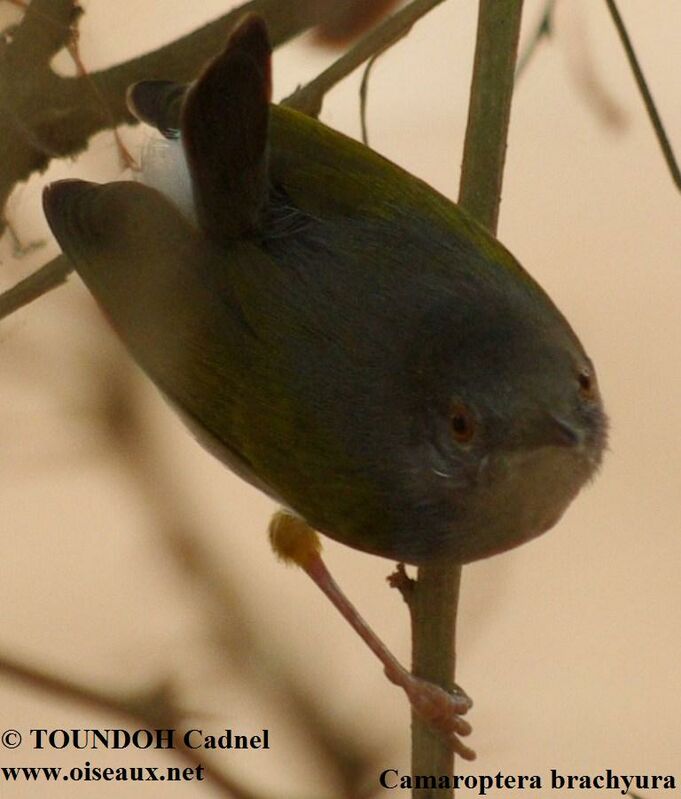Green-backed Camaropteraadult, identification
