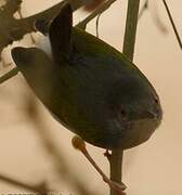 Green-backed Camaroptera