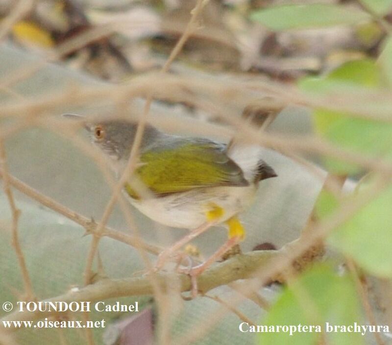 Green-backed Camaropteraadult, identification