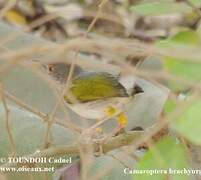 Green-backed Camaroptera