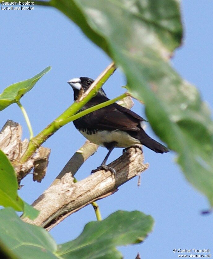 Capucin bicoloreadulte, identification