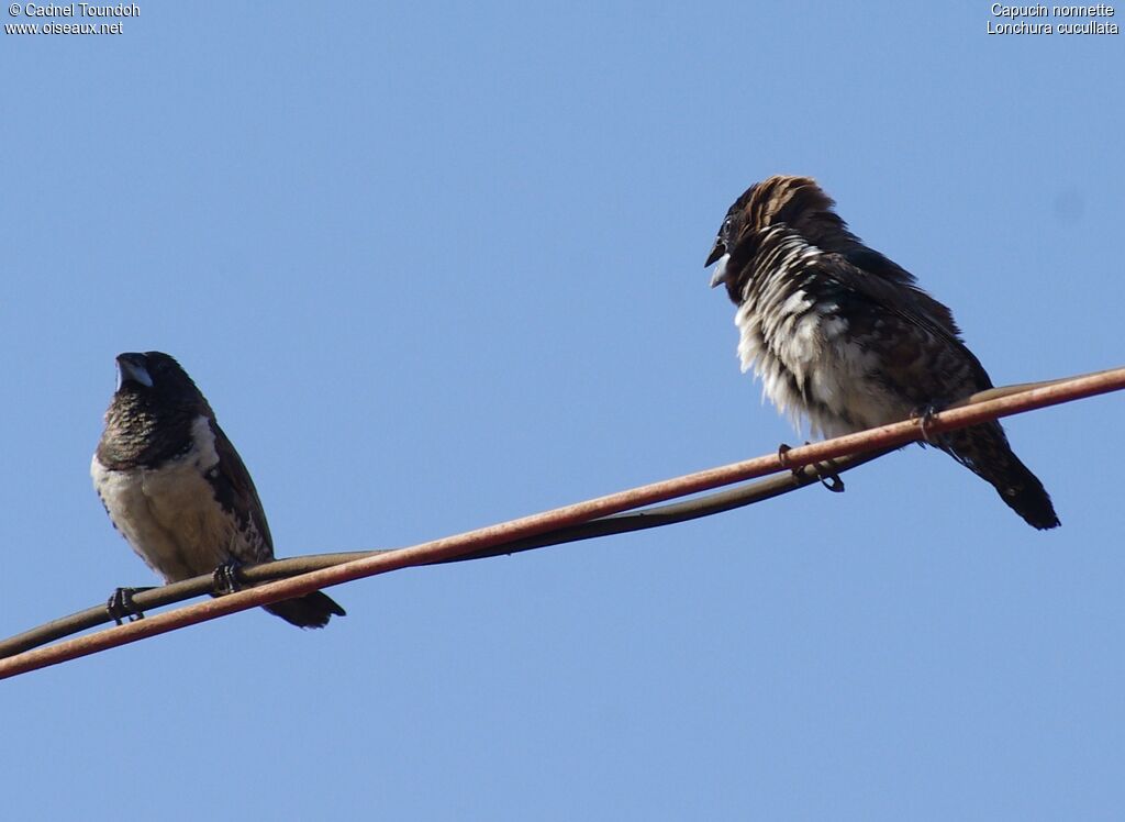 Bronze Mannikinadult, identification, Behaviour