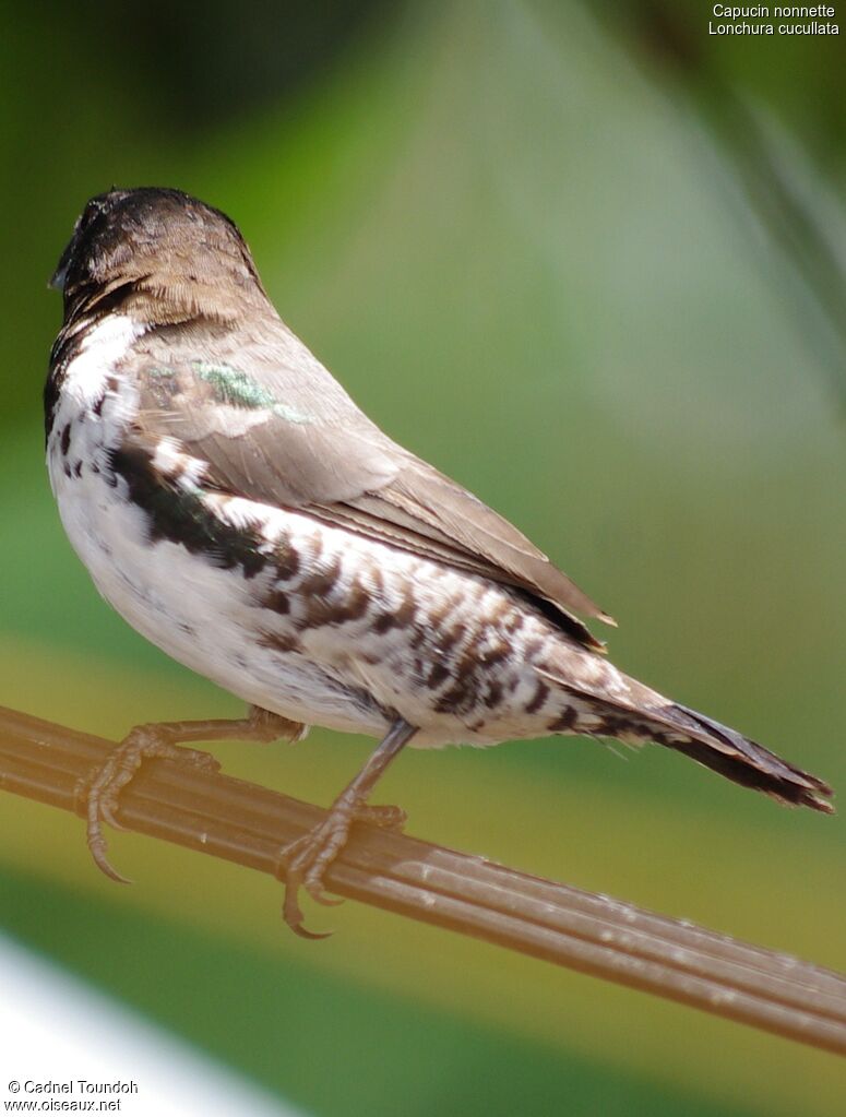 Bronze Mannikin male adult, identification