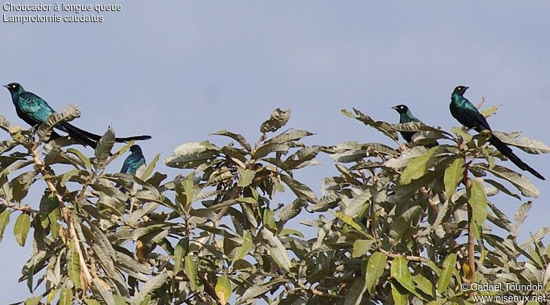 Long-tailed Glossy Starlingadult, identification