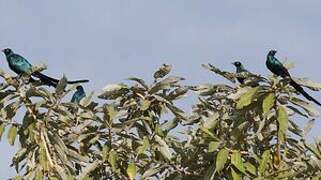 Long-tailed Glossy Starling