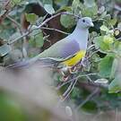 Colombar waalia