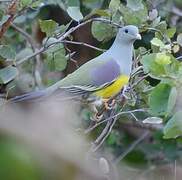 Bruce's Green Pigeon