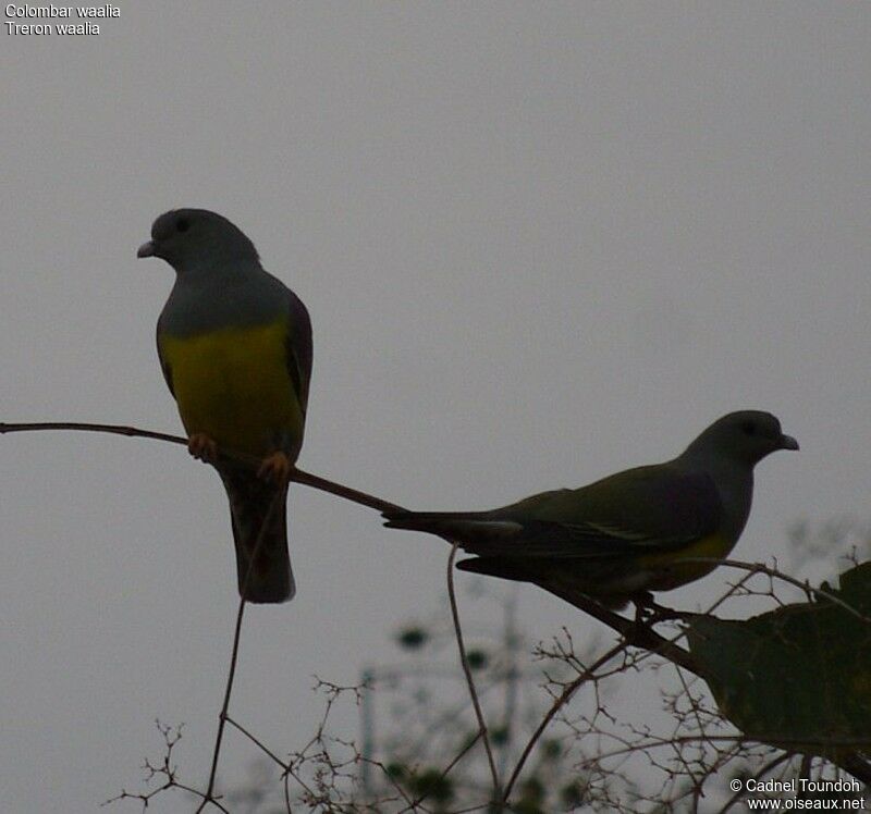 Bruce's Green Pigeonadult, identification