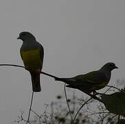 Bruce's Green Pigeon