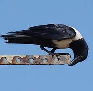 Pied Crow