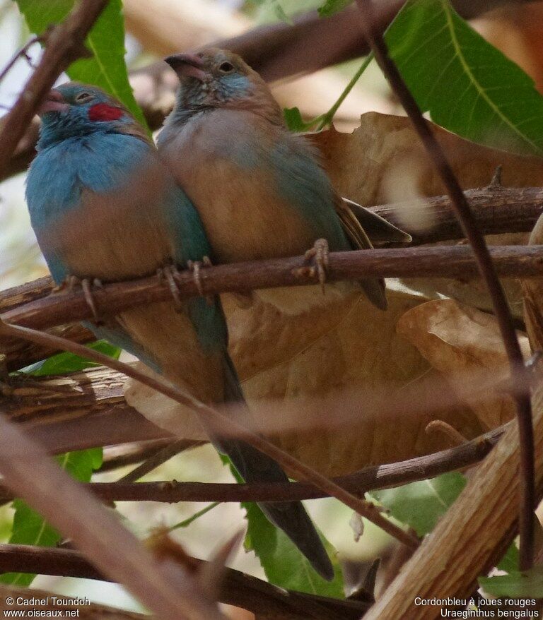 Red-cheeked Cordon-bleu adult, identification