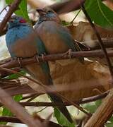 Red-cheeked Cordon-bleu