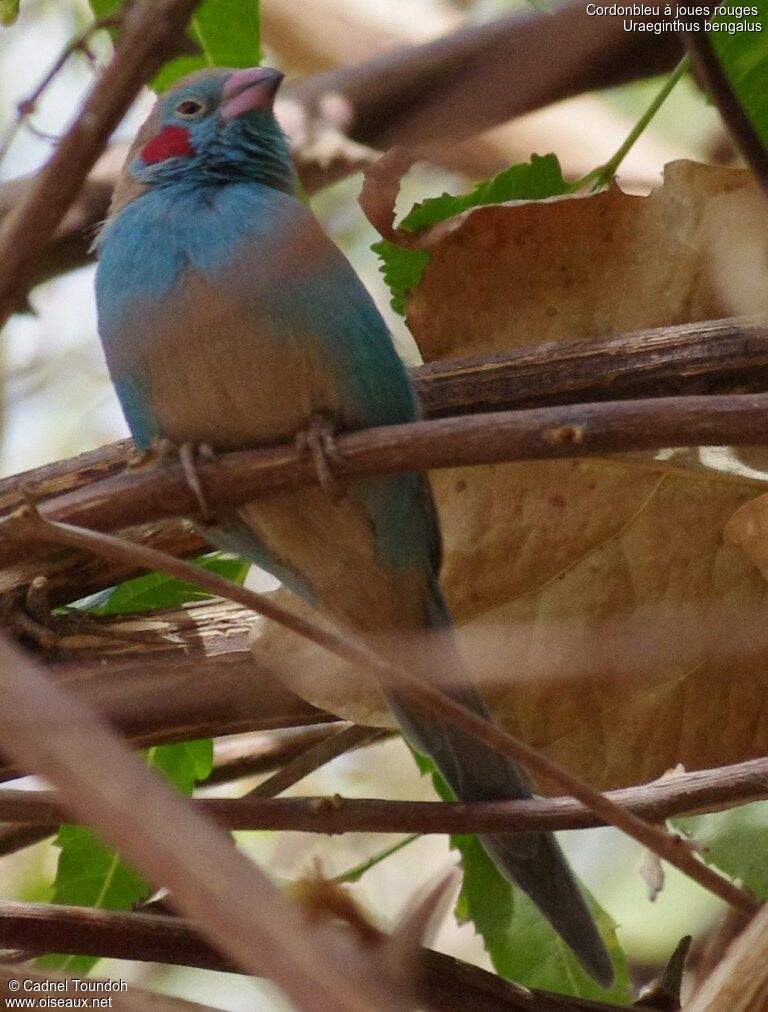 Cordonbleu à joues rouges