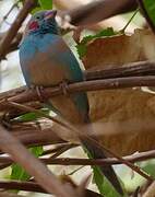 Red-cheeked Cordon-bleu