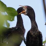 Reed Cormorant