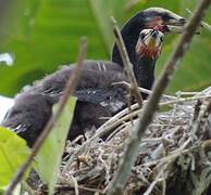 Cormoran africain