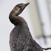 Reed Cormorant