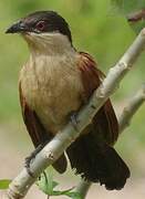 Senegal Coucal