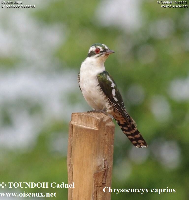 Diederik Cuckoo male adult, identification