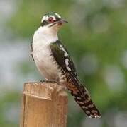 Diederik Cuckoo