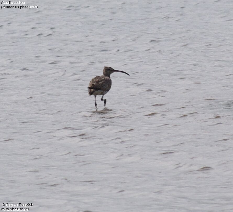 Whimbreladult, identification